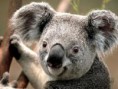 /album/zvirata-v-nasi-zoo/koala-jpg1/